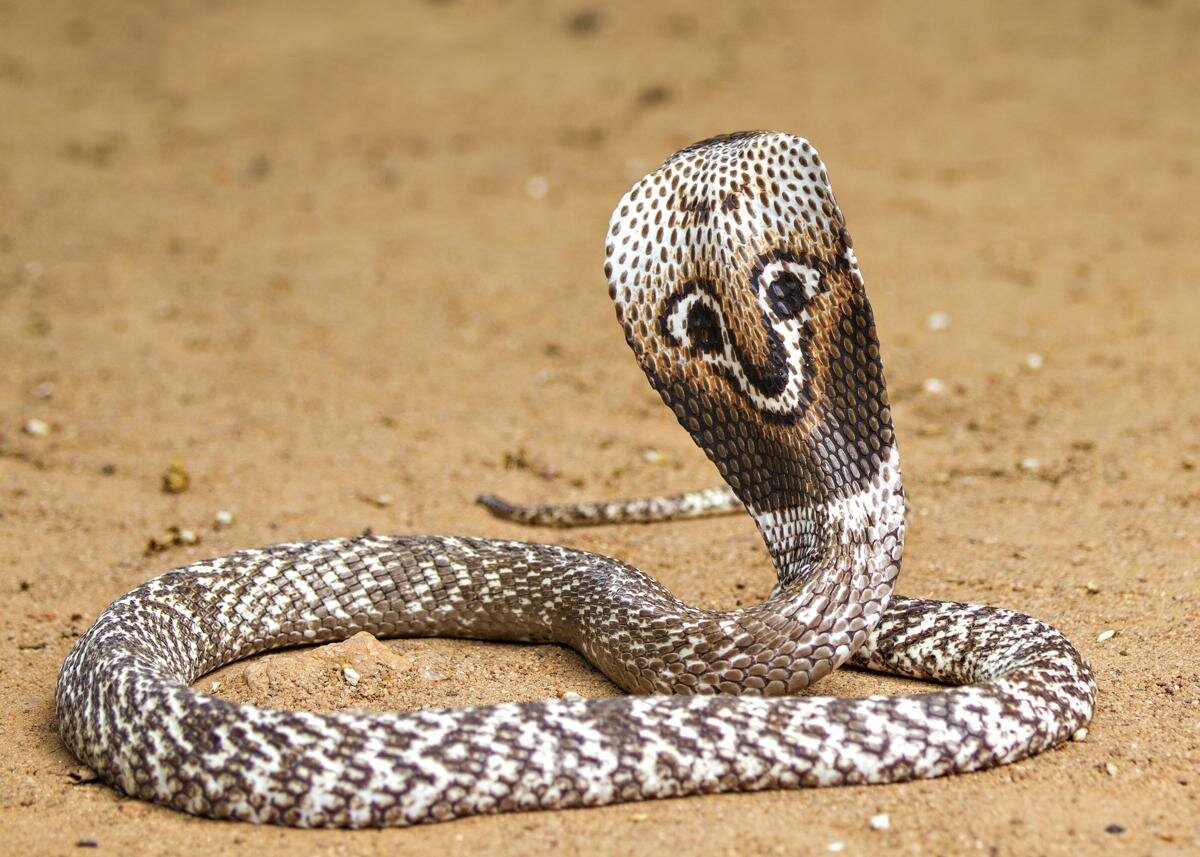 Африканская змея черная мамба