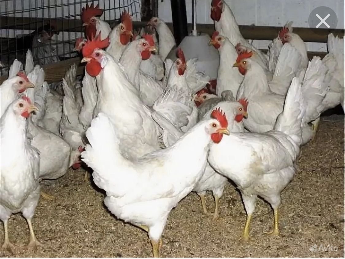 Ломан Уайт порода