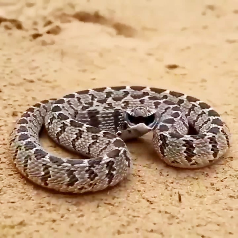 Чёрная мамба клыки