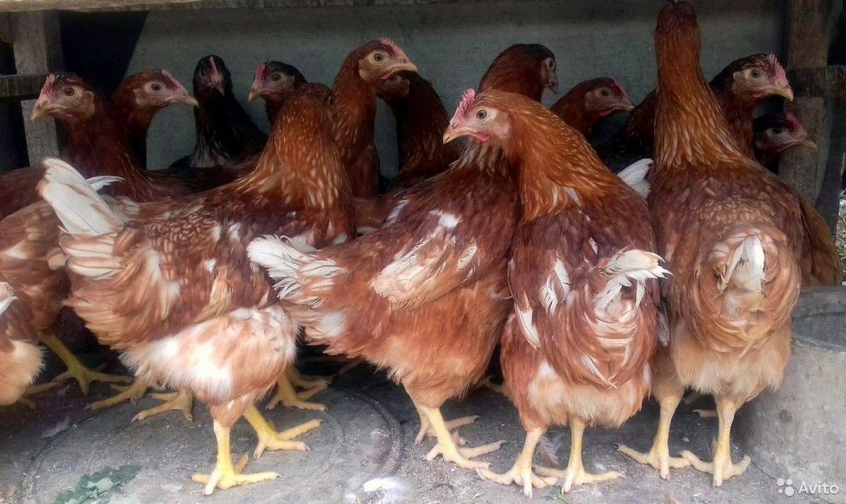 Куры Ломан Браун