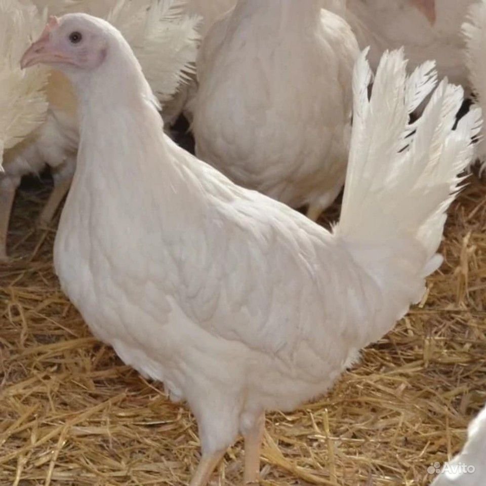 Леггорн коралл