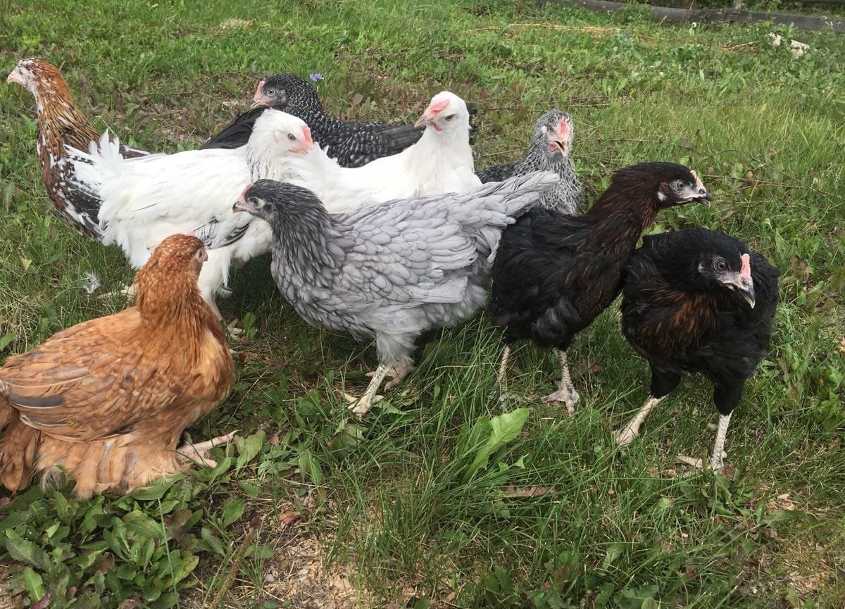 Молодки домашние