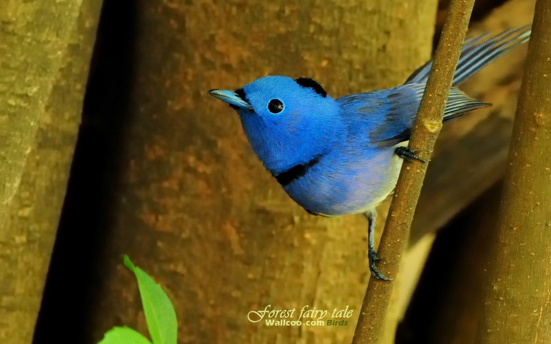 Птица сине зеленого цвета. Синяя мухоловка. Голубая сиалия. Птичка синяя мухоловка. Синяя мухоловка Тикелла.