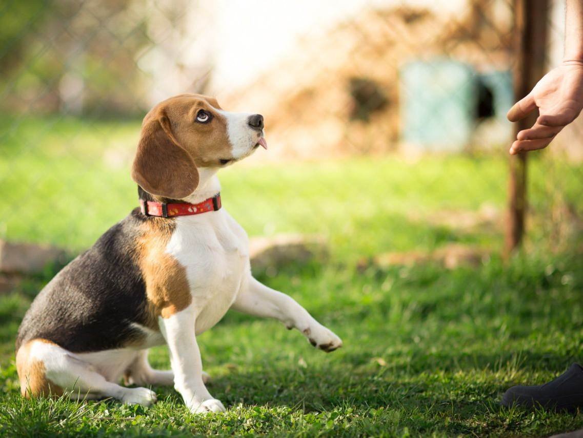 Бигль Пуппи