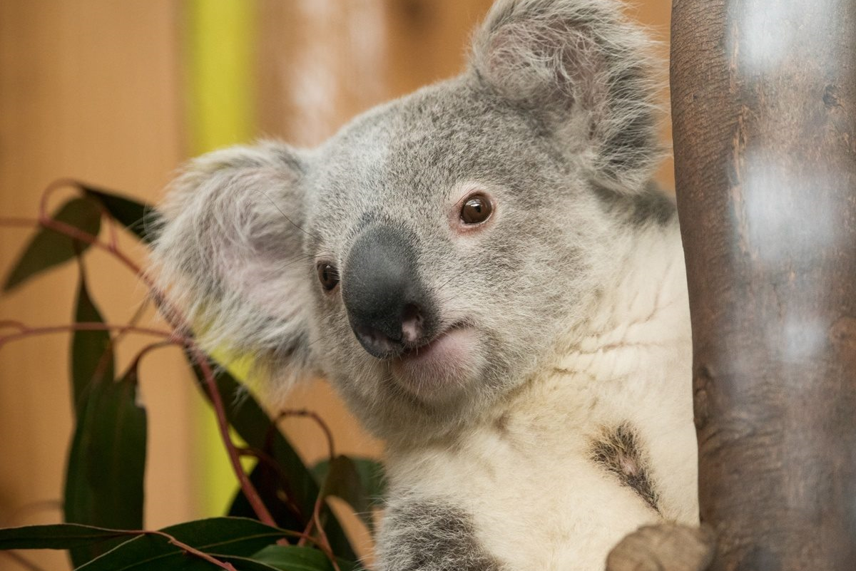 Коала Квинсленда. Квинслендский коала. Квинслендский коала Koalemus. Алекс коал