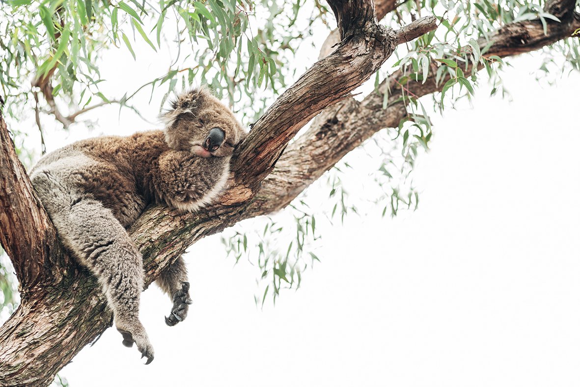 Koala Relax on a Tree. Koala sleeping in a Eucalyptus Tree. Алекс коал