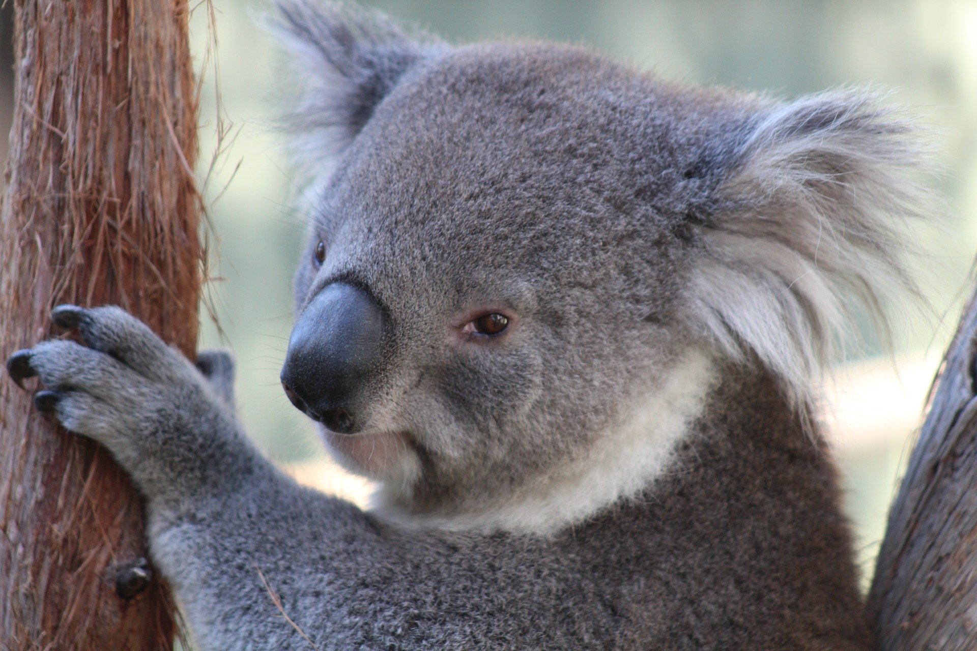Млекопитающие коала. Коала фото. Фауна Австралии фото. Алекс коал