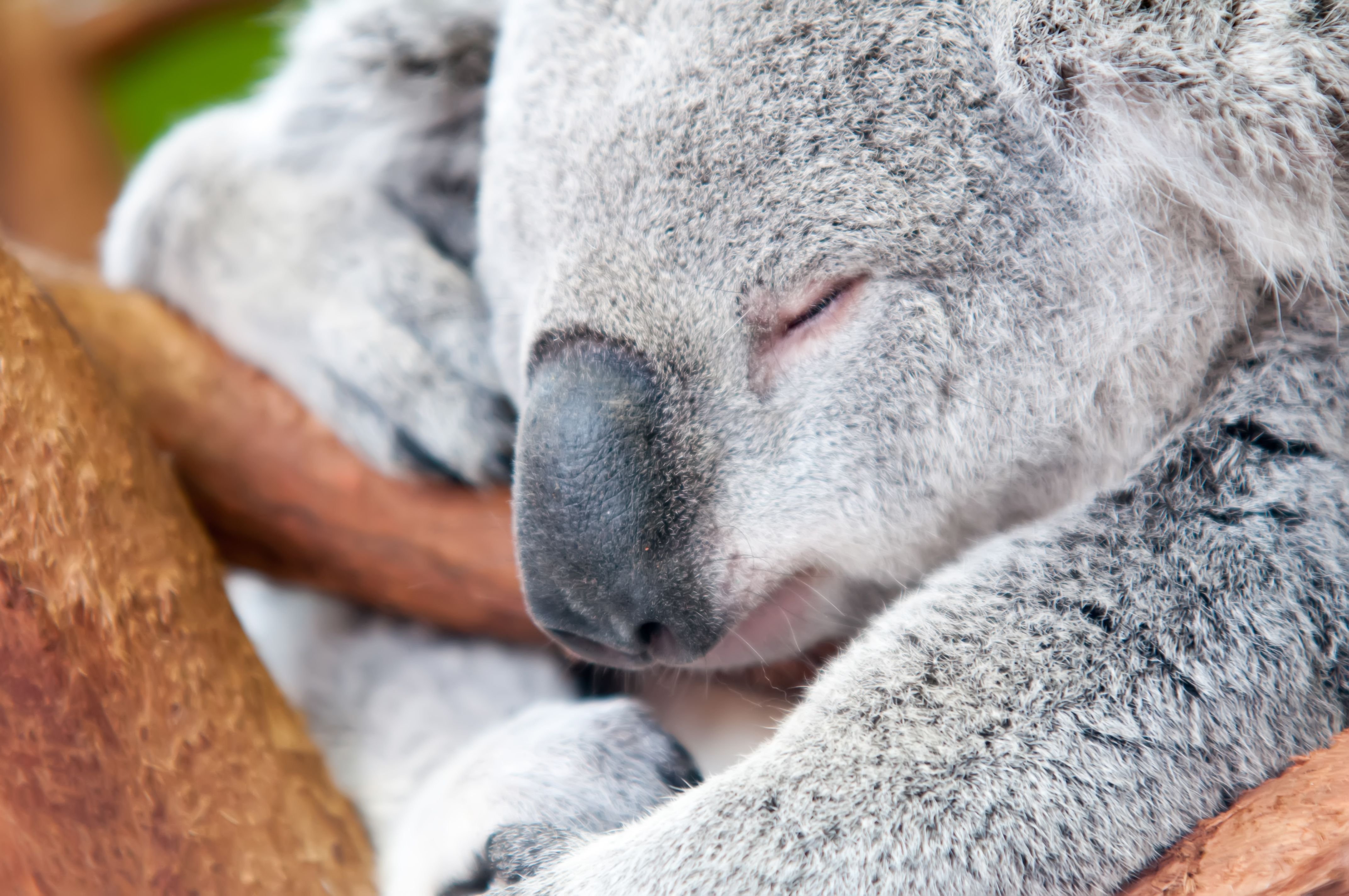 Коала для засыпания. Мишки коалы спят на деревьях. Алекс коал