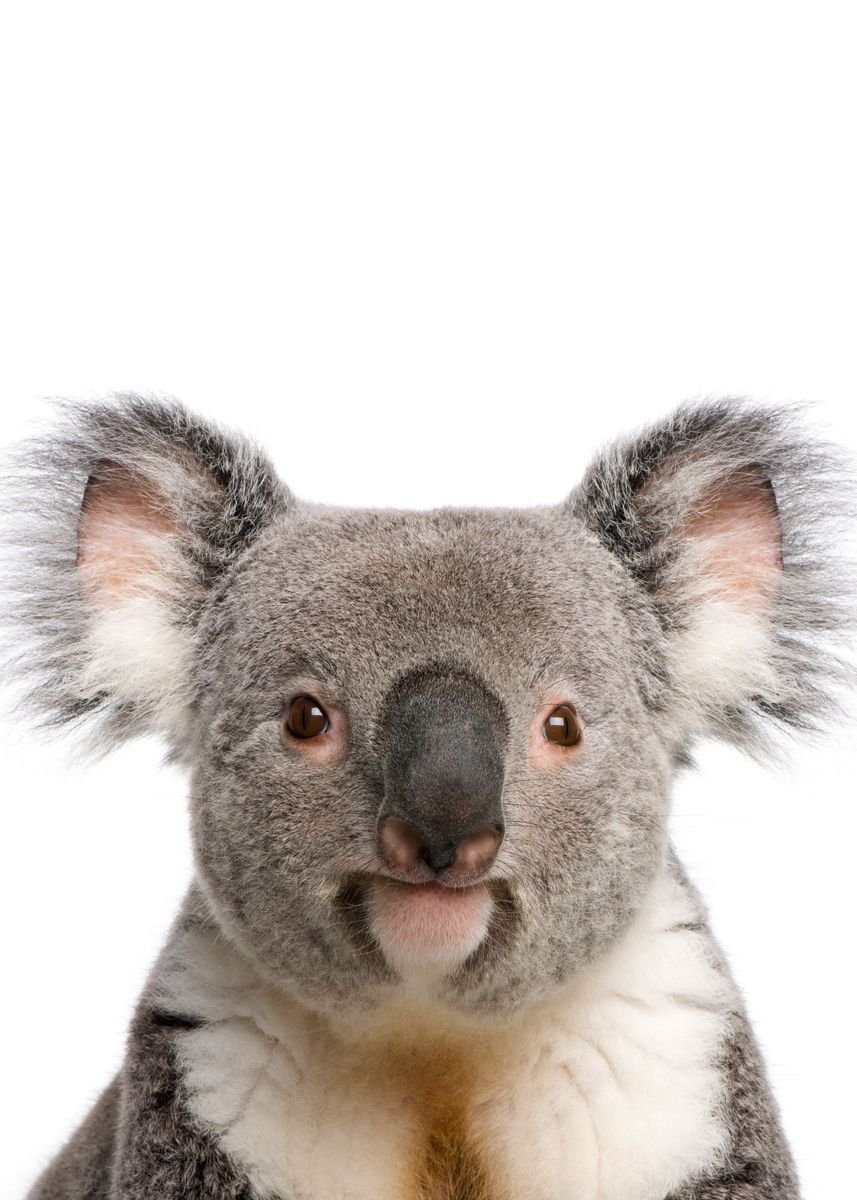 Вомбат и коала. Коала мордочка. Коала портрет. Смешная коала. Алекс коал
