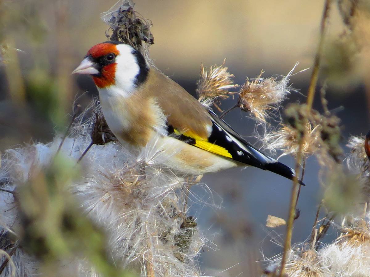 Обыкновенный щегол Carduelis Carduelis