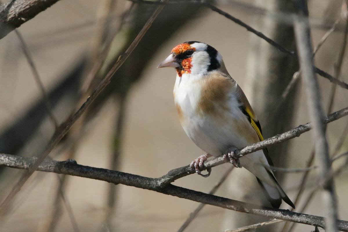 Щегол пестрожопый