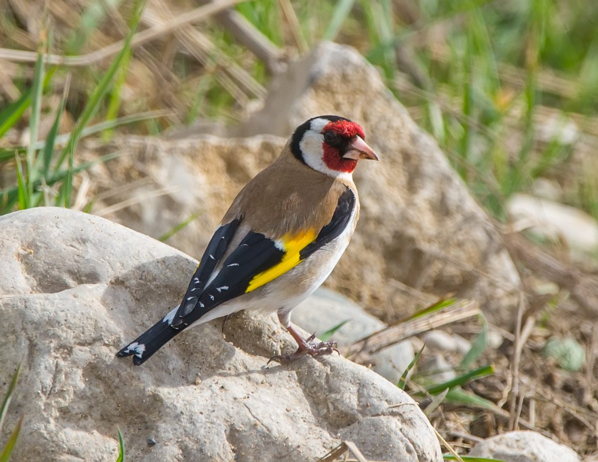 Черноголовый щегол