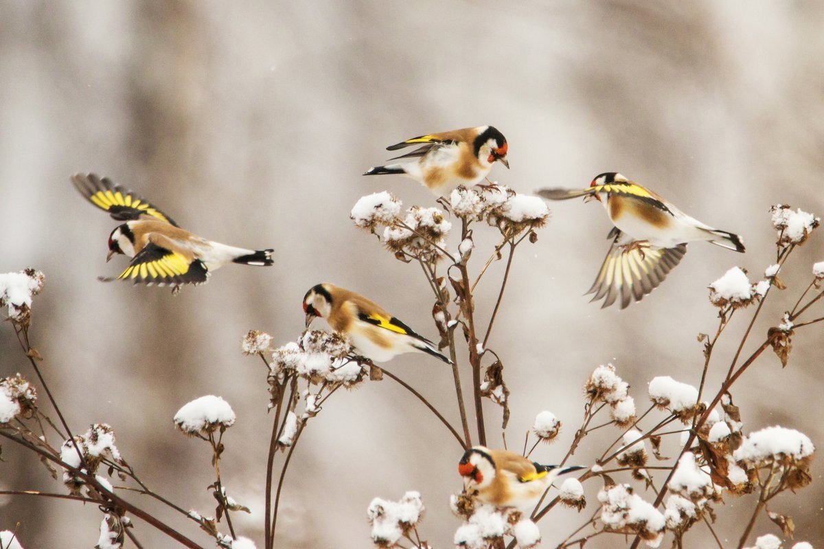 Стайка Щеглов