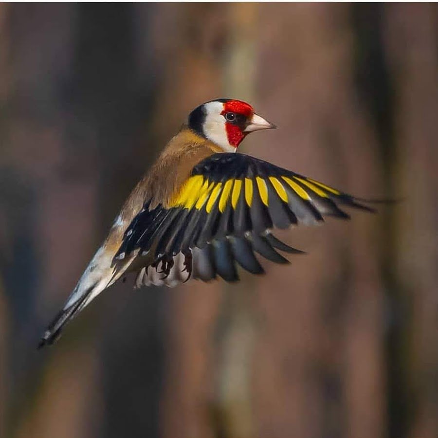 Щегол обыкновенный птица