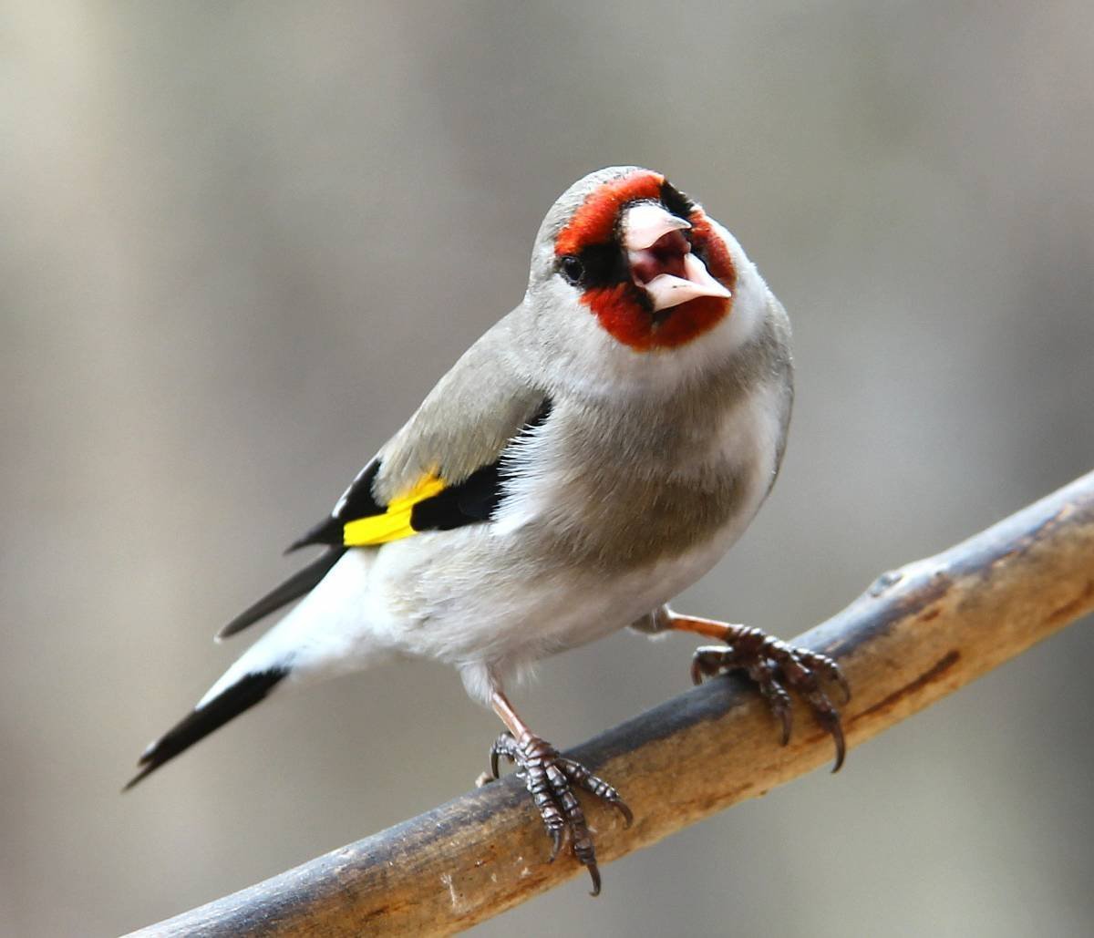 Седоголовый щегол