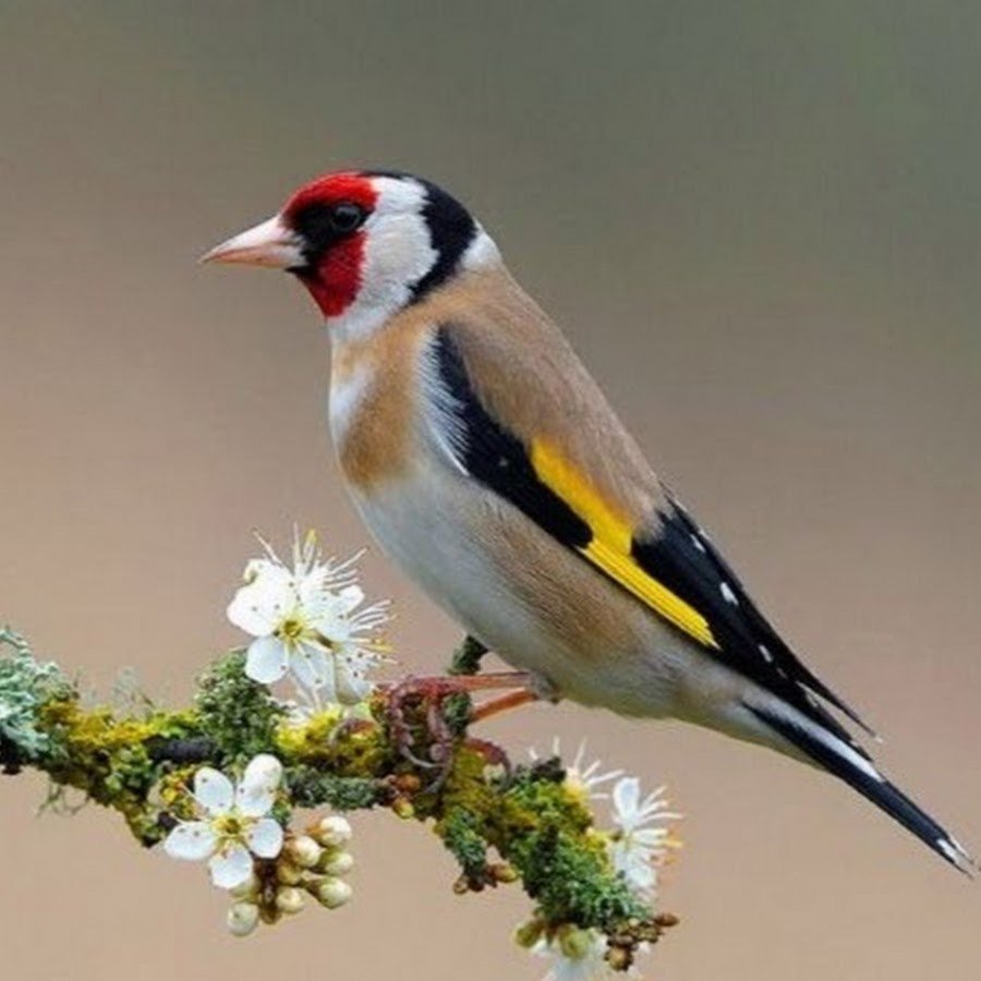 Черноголовый щегол птица