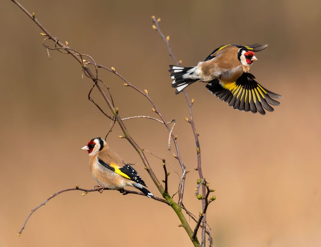 Черноголовый щегол в полете
