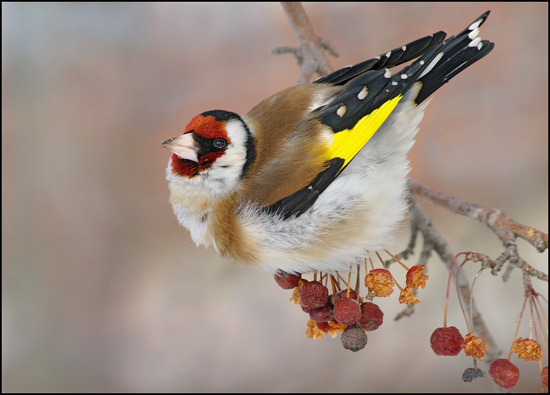 Щегол Березовик