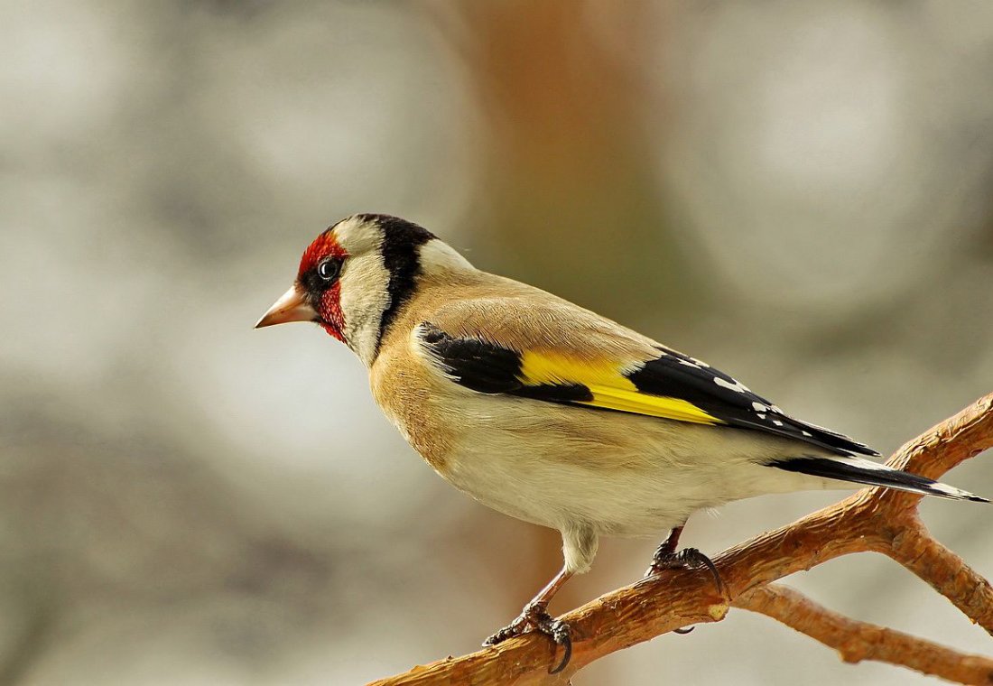 Щёголь и щегол