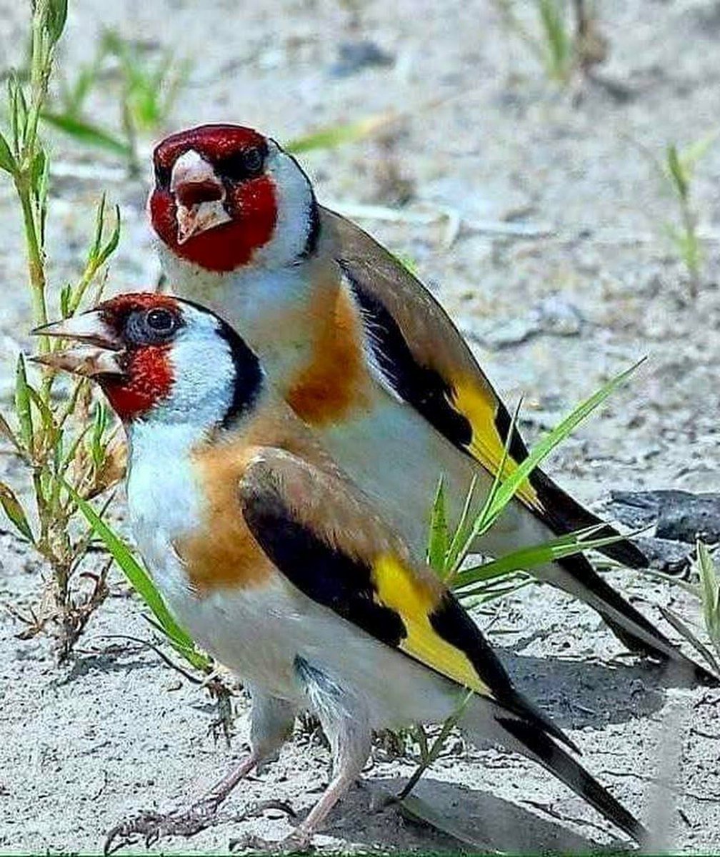 Разноцветная птичка щегол