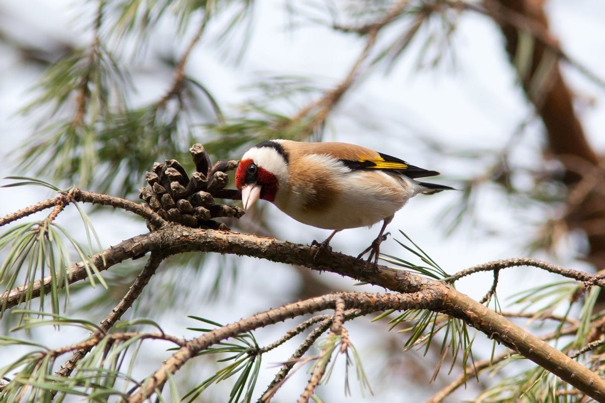 Щегол зимой