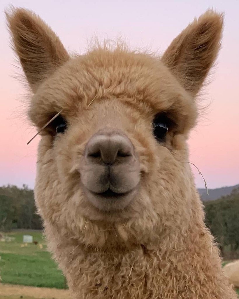 Альпака в очках