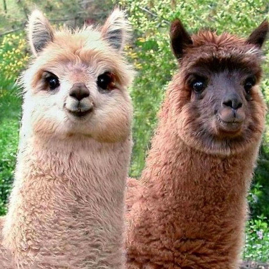 Грустная альпака