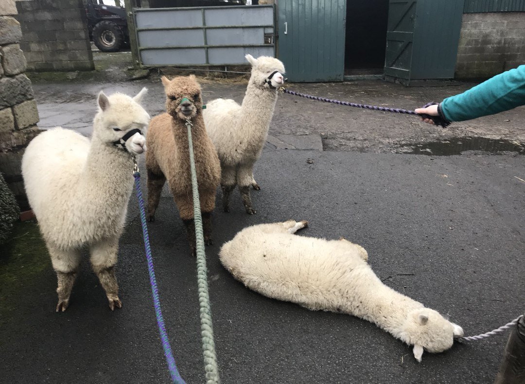 Мексика альпака