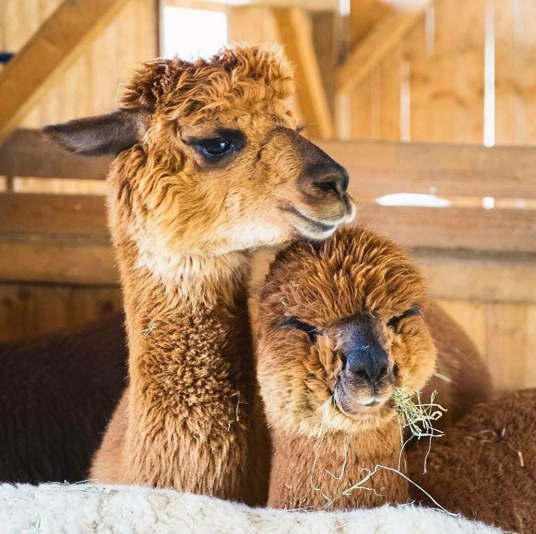 Лама и альпака