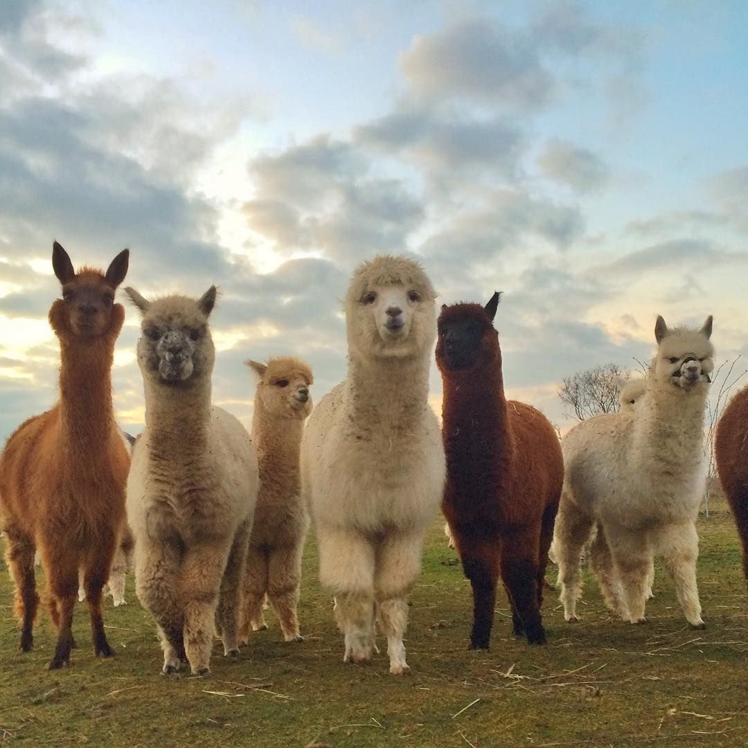 Альпака смеется