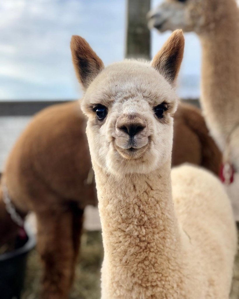 Альпака откусывает яйца
