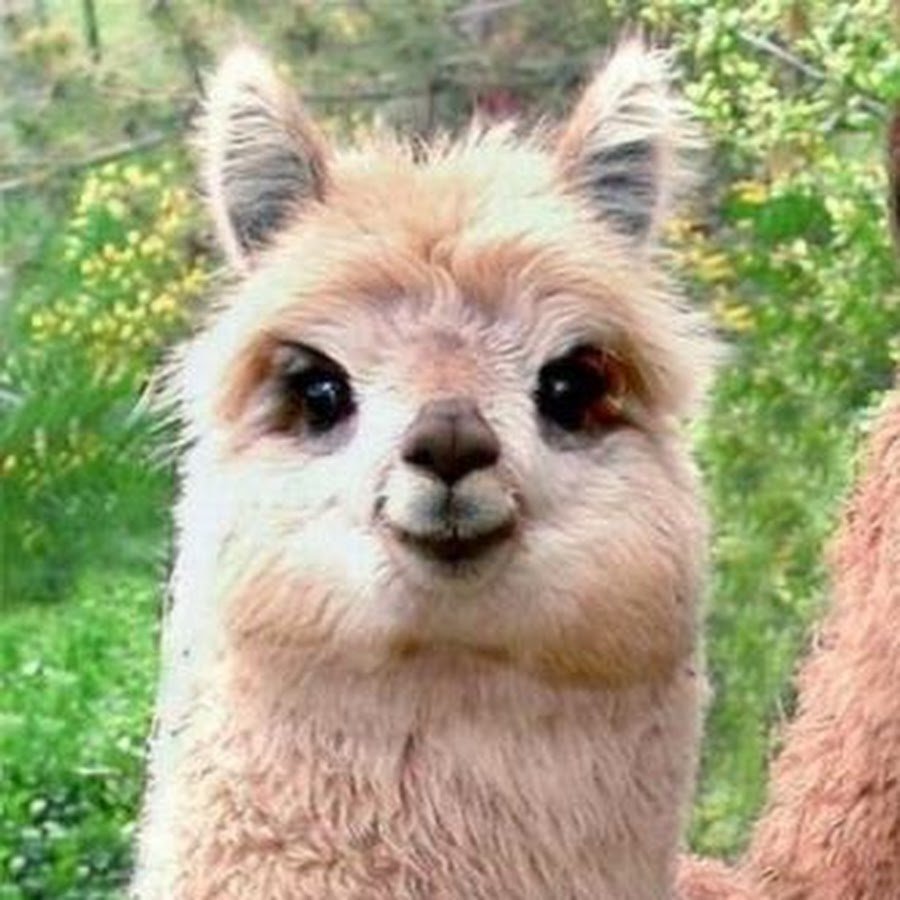 Стикеры "лама"