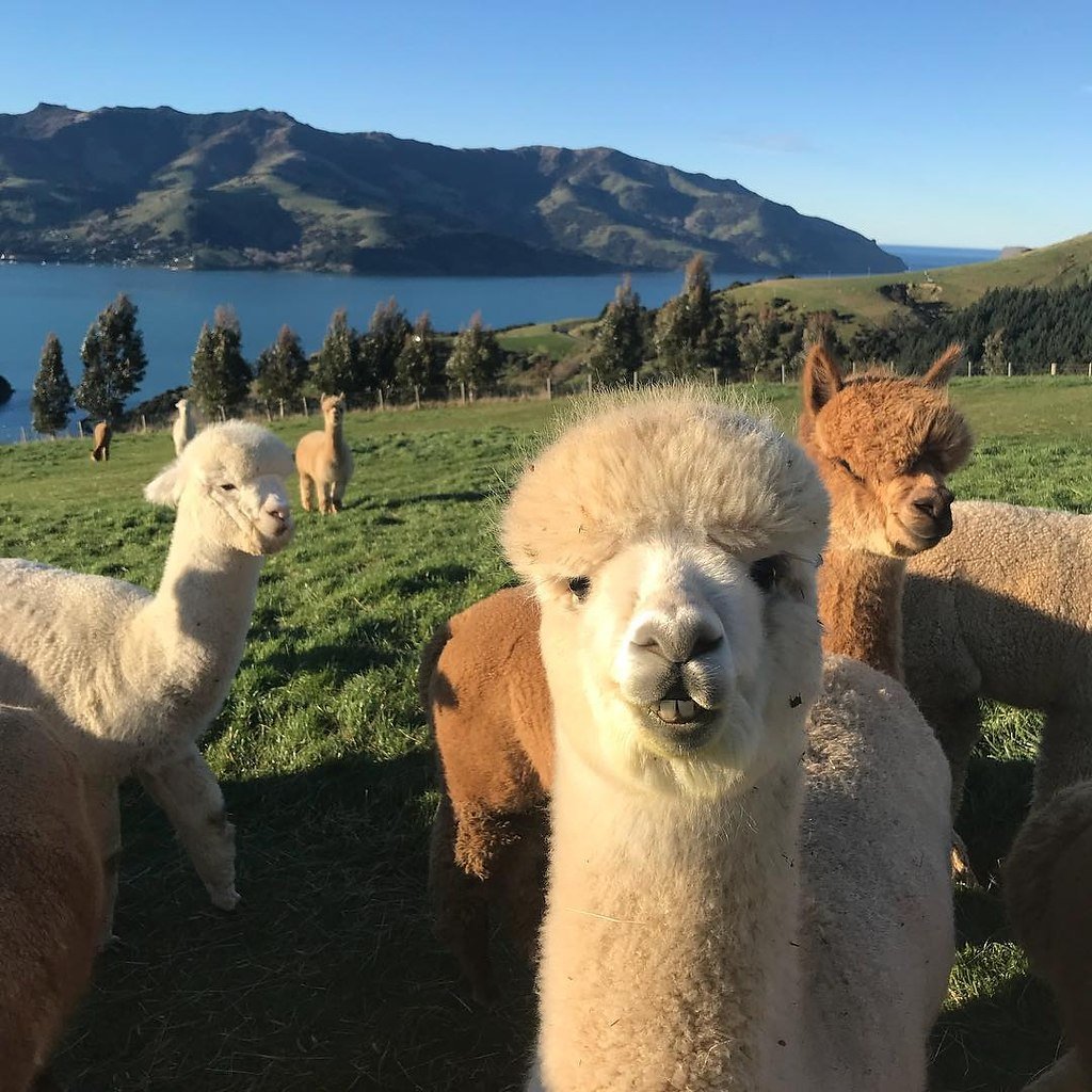 Альпака улыбается