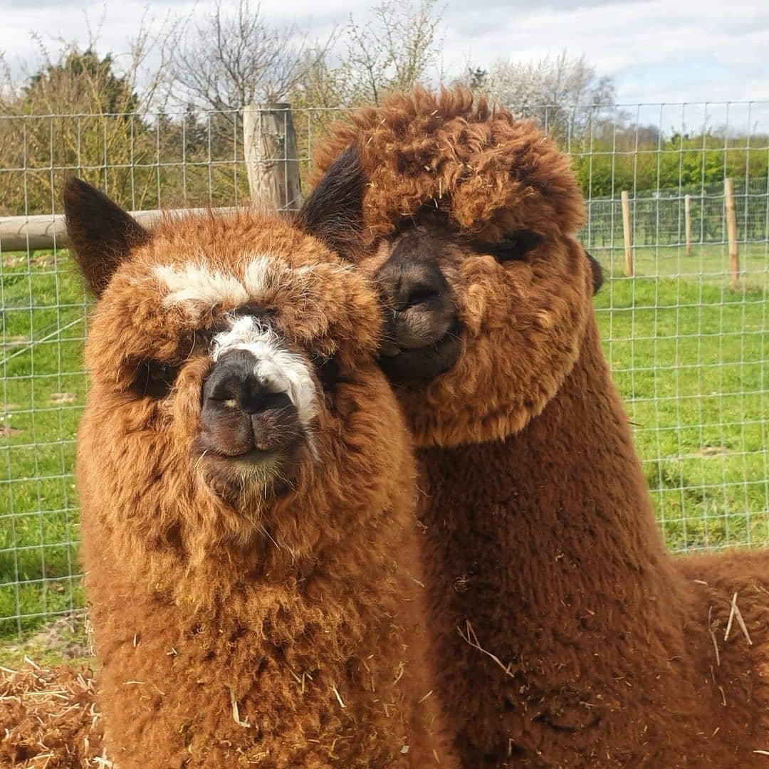 Белый колодец альпаки парк Воронеж