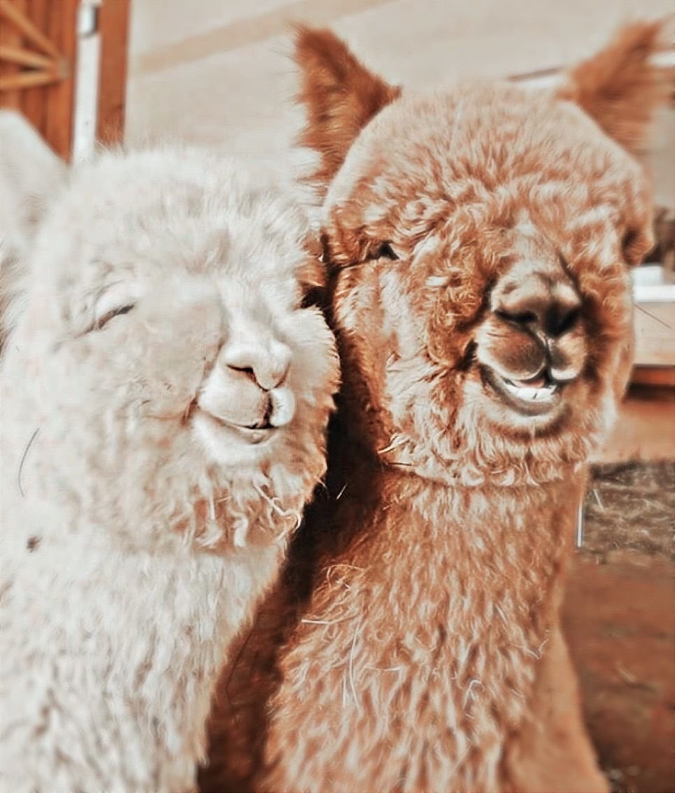 Альпака смешная