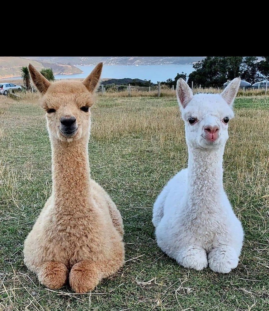 Лама альпака Викунья гуанако отличия