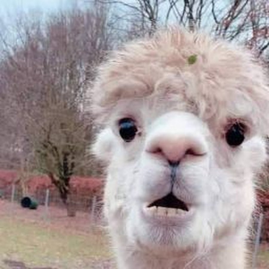 Альпака Мартин