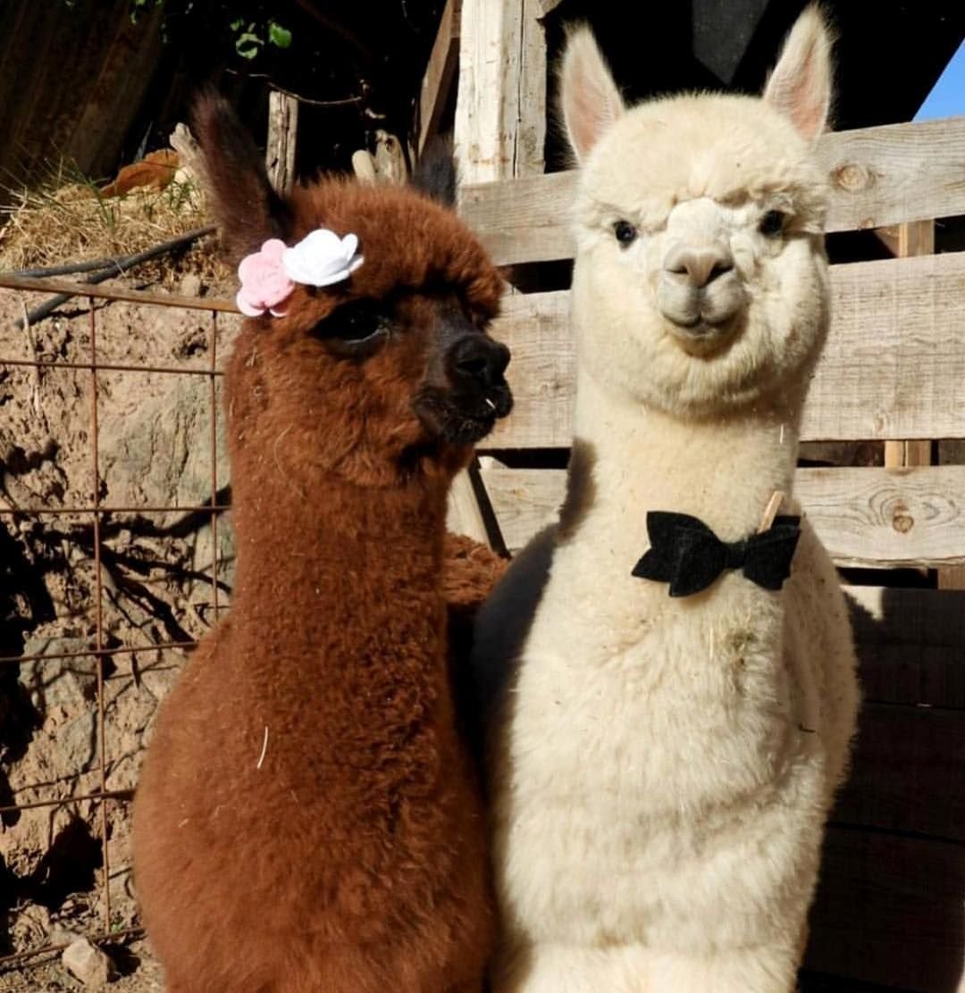 Ферма лам и альпак