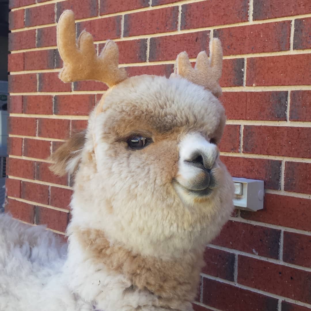 Лама альпака детеныш