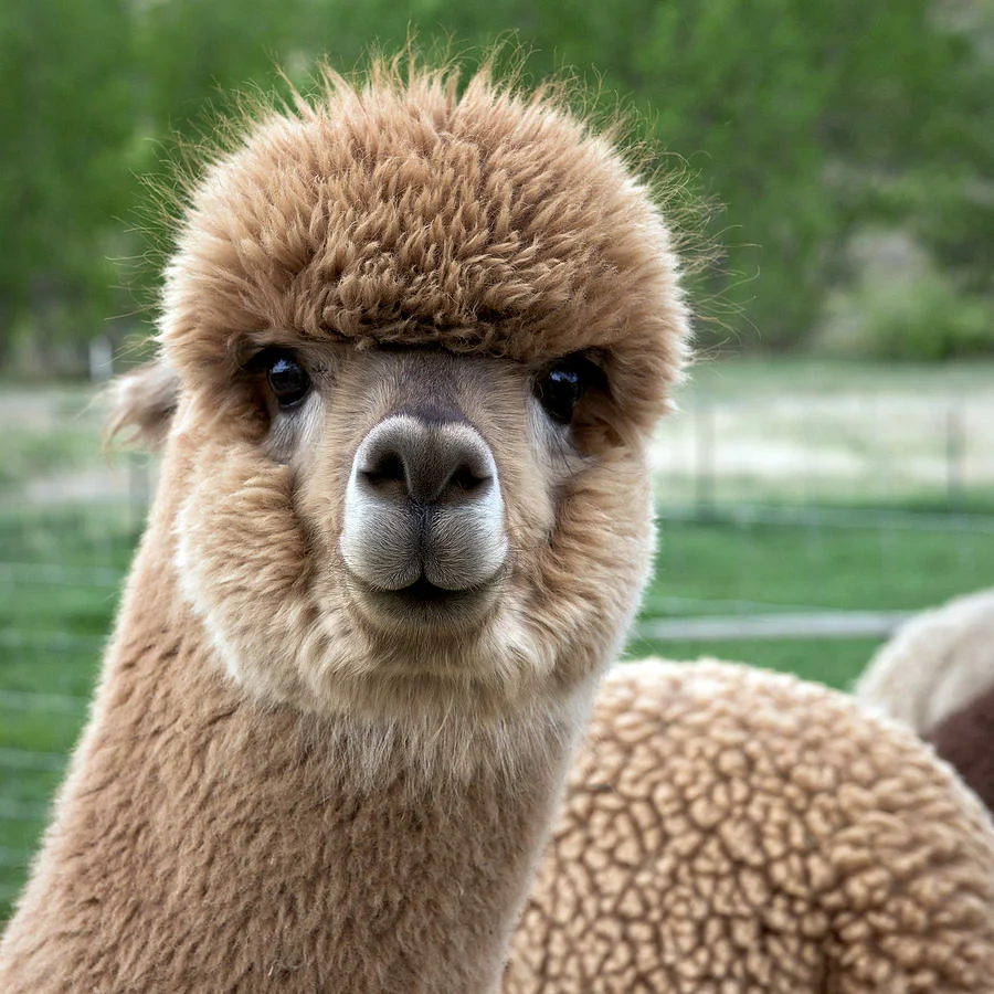 Фестиваль альпака