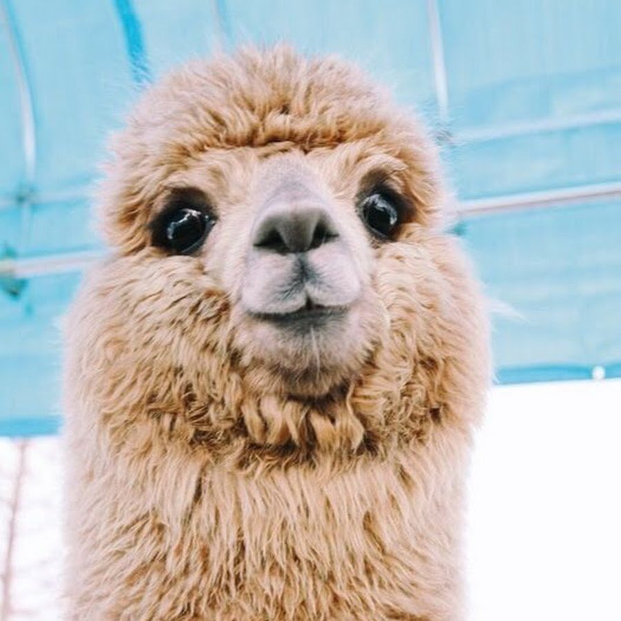 Лама и альпака