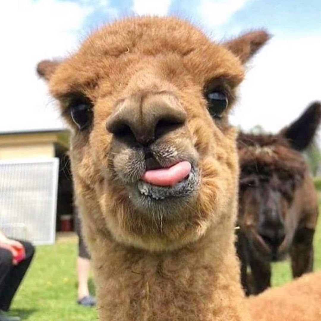 Лапы альпаки