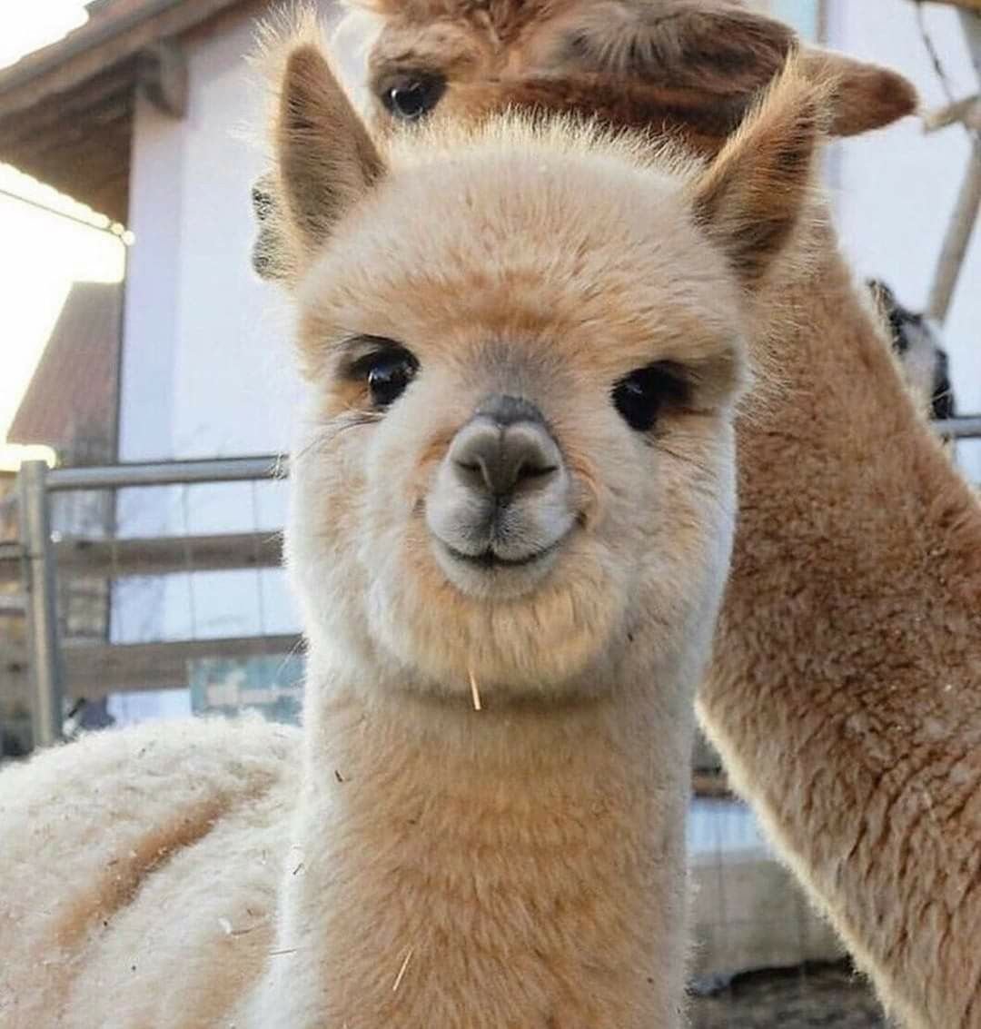 Альпака Викунья лама