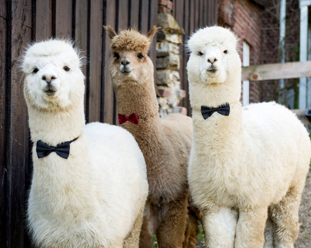 Лама и альпака улыбаются
