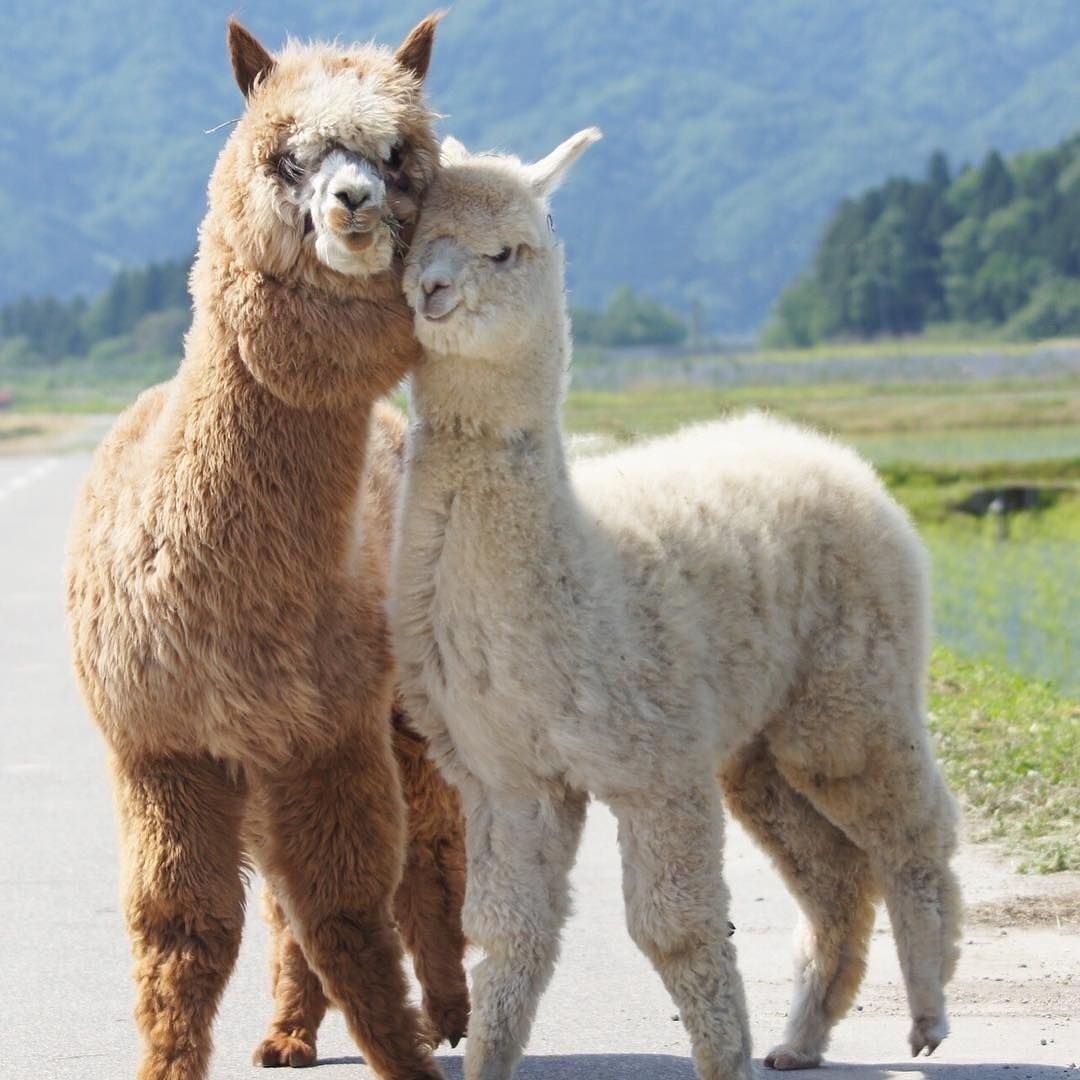 Джейкоб альпака