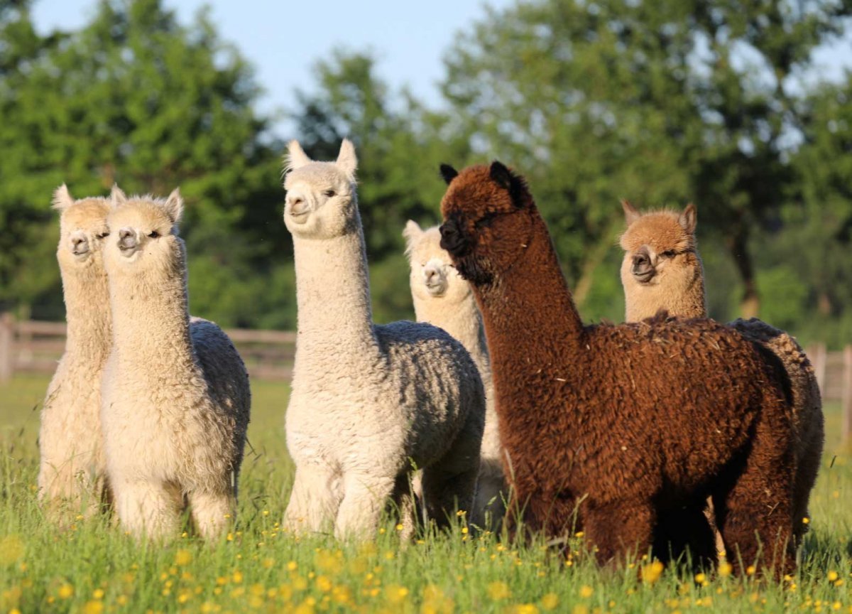 Альпака в шапке