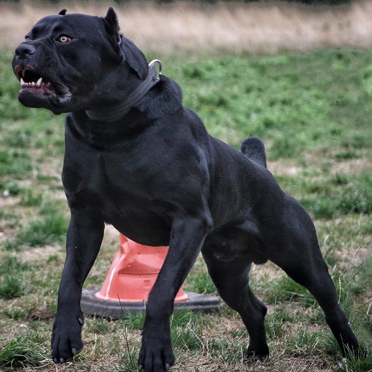 Канарский дог злой оскал опасные породы