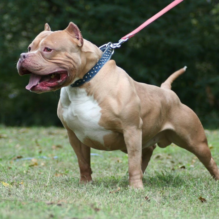 Самые страшные и опасные собаки