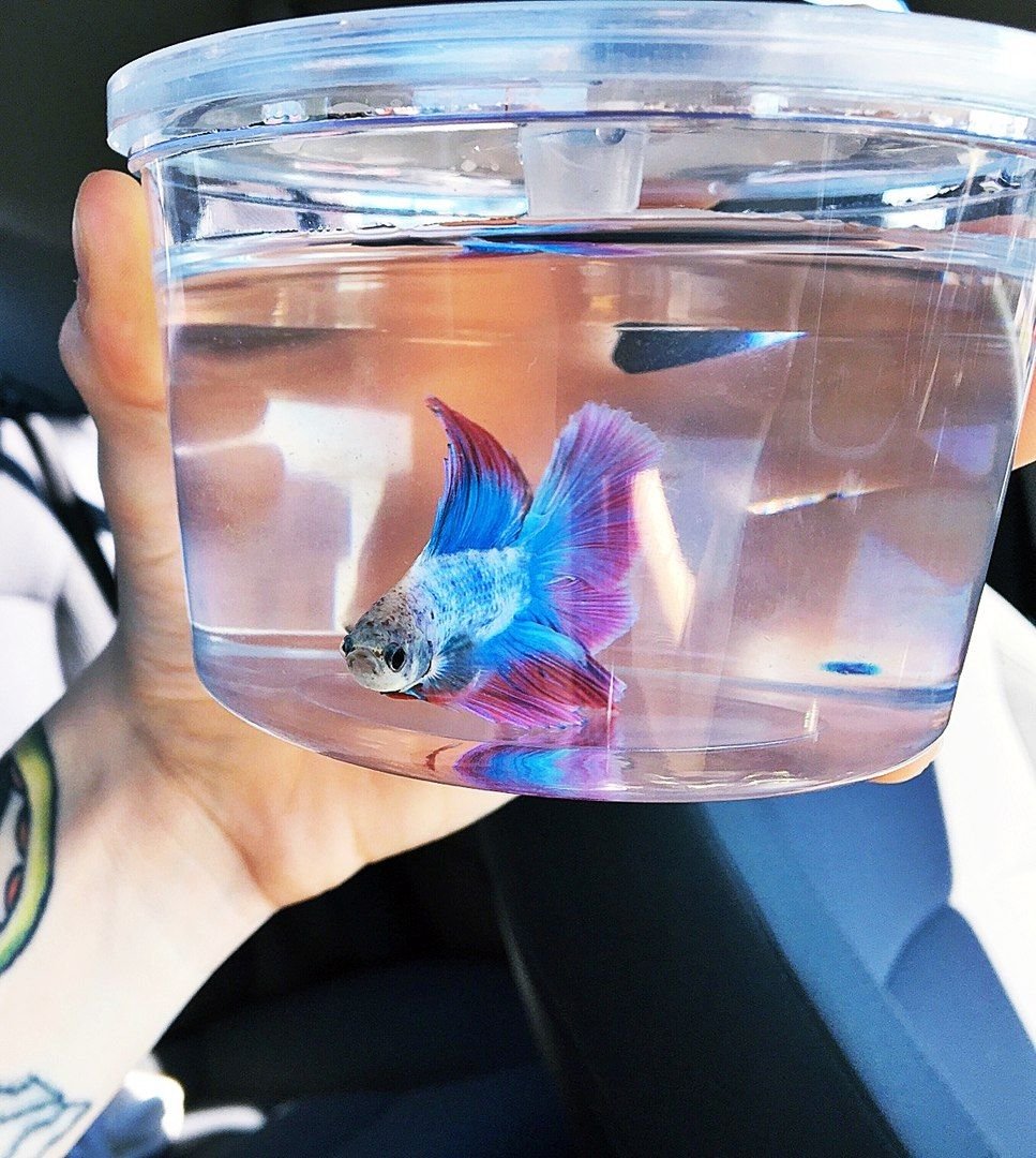 Дискус в аквариуме