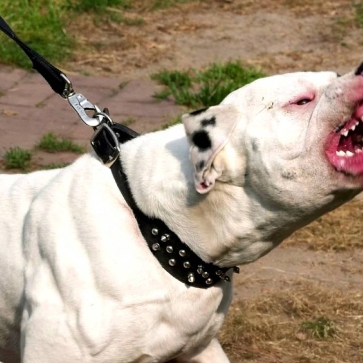 Красивые собаки породистые и опасные